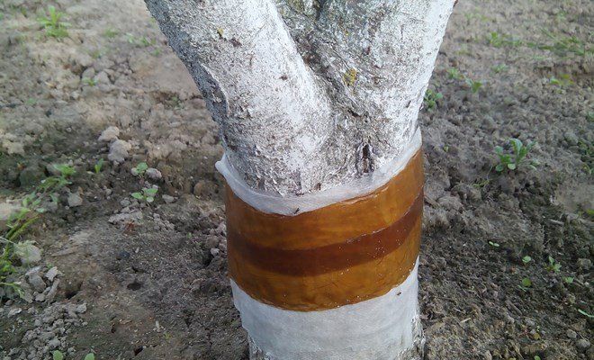 Ловчий пояс для дерева – как сделать своими руками и правильно закрепить?